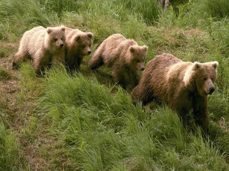 Brown Bear Cubs — Green, Natural