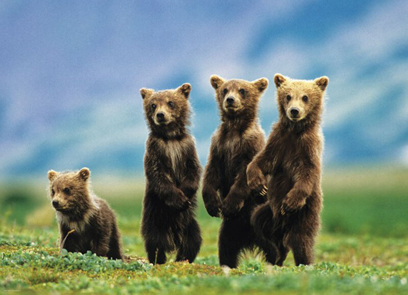Brown Bear Cubs — Green