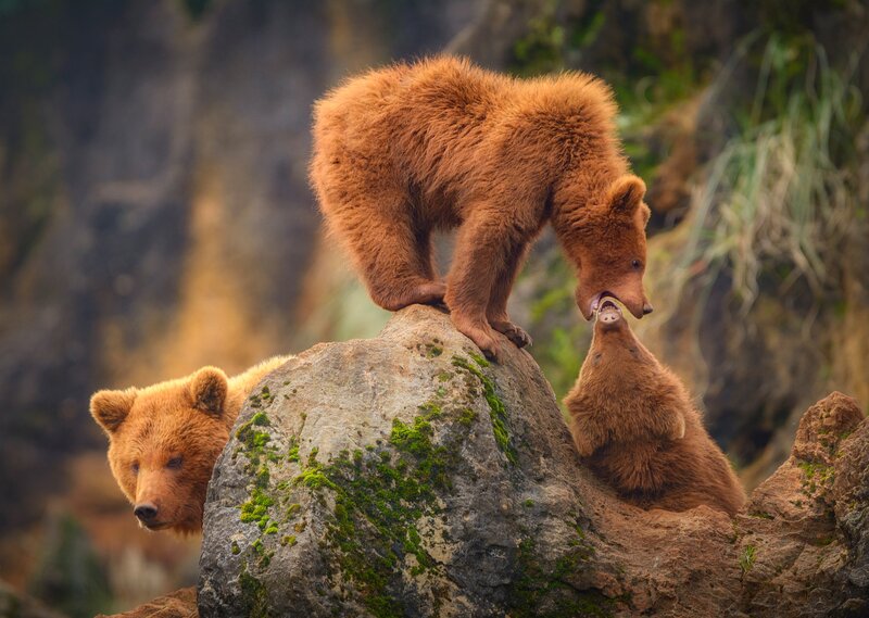 Brown Bear Cubs — Playful