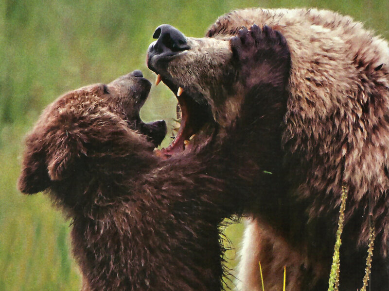 Brown Bear Cubs Playing