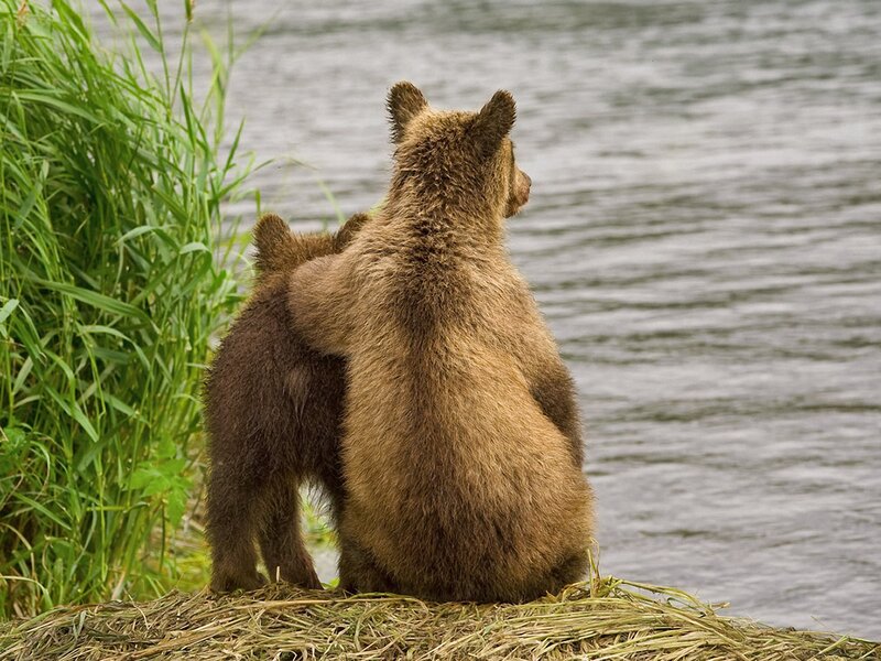Brown Bear Cubs