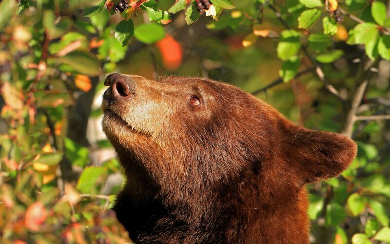 brown bear eating berries