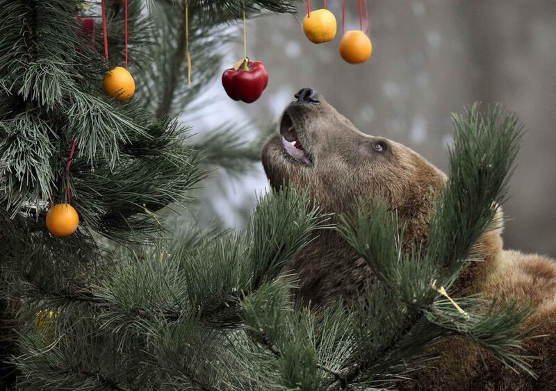 Brown Bear Eating Fruit