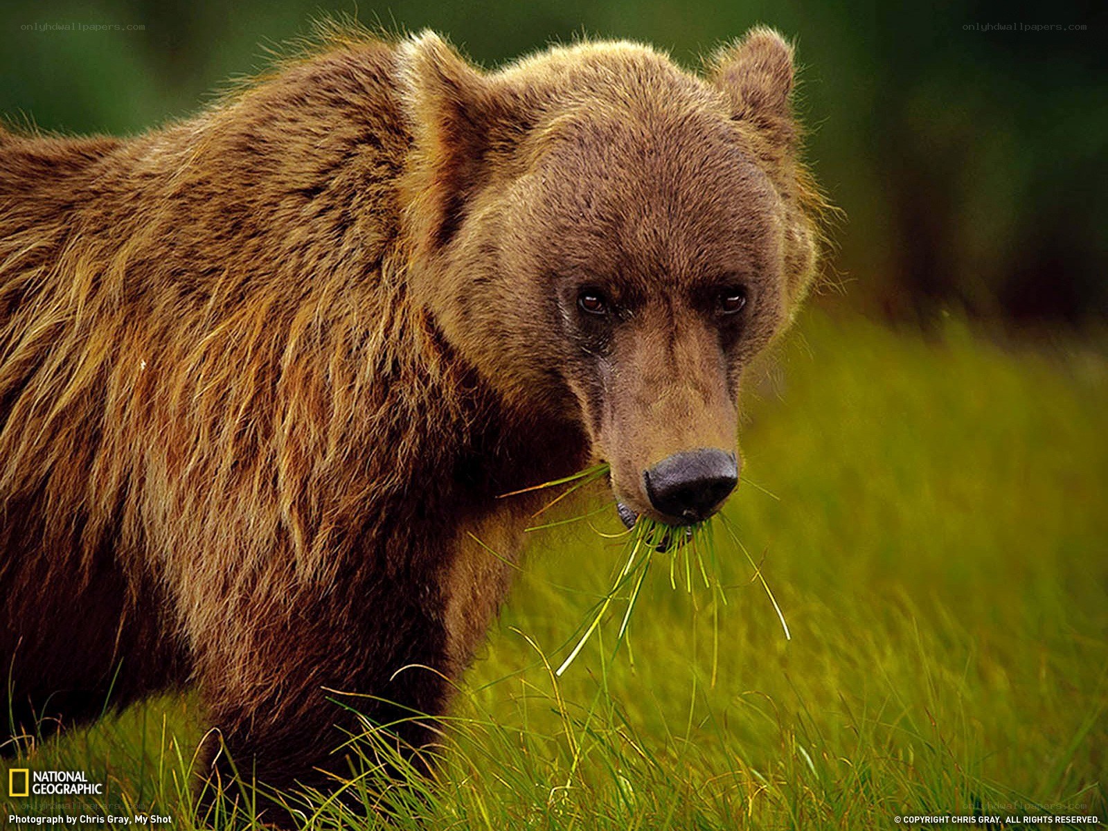 Brown bear eating grass