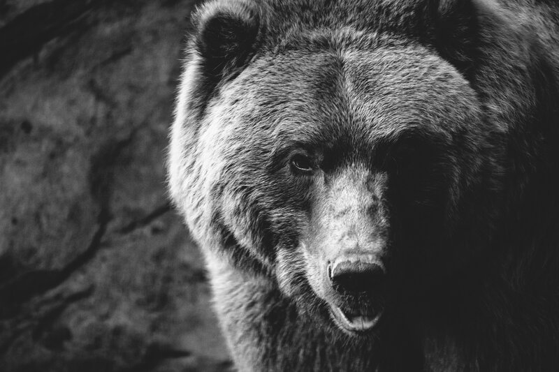 Brown Bear Face — Black