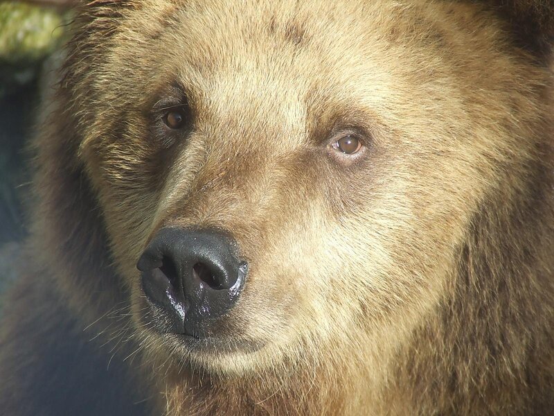 Brown Bear Face — Calm, Photograph, Snout