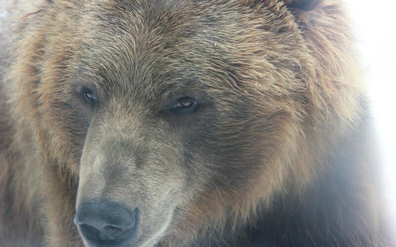 Brown Bear Face — Calm, Winter