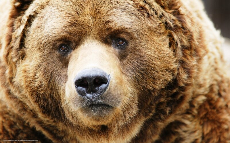 Brown Bear Face — Intense, Photograph, Fur, Nose