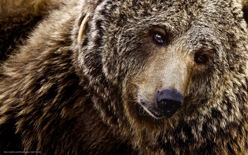 Brown Bear Face — Intense, Photograph, Fur