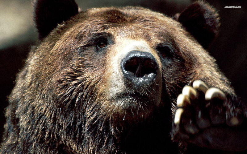Brown Bear Face — Intense