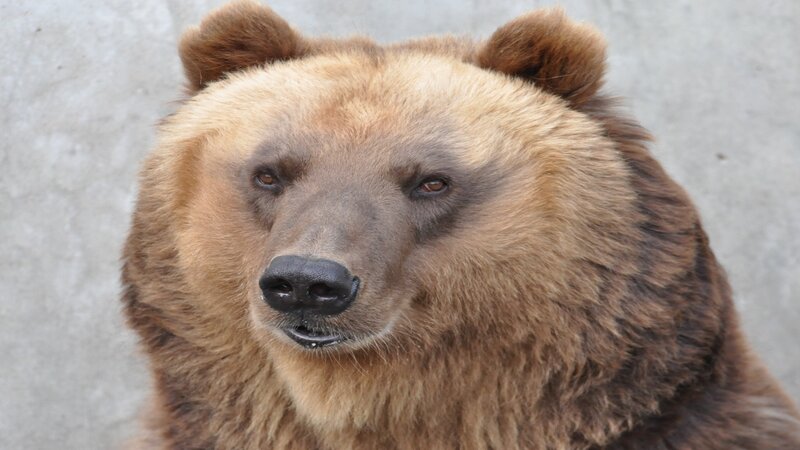 Brown Bear Face — Neutral, Photograph, Concrete Wall