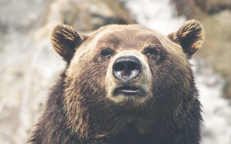 Brown Bear Face — Neutral, Photograph, Ears