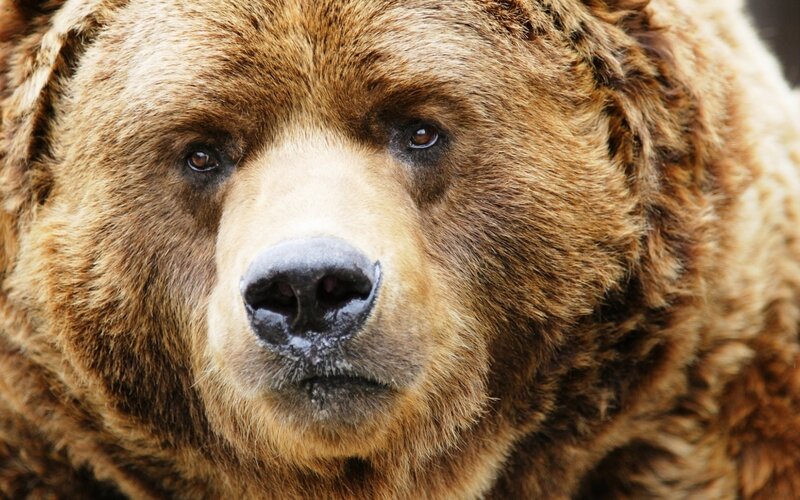 Brown Bear Face — Neutral, Photograph, Fur
