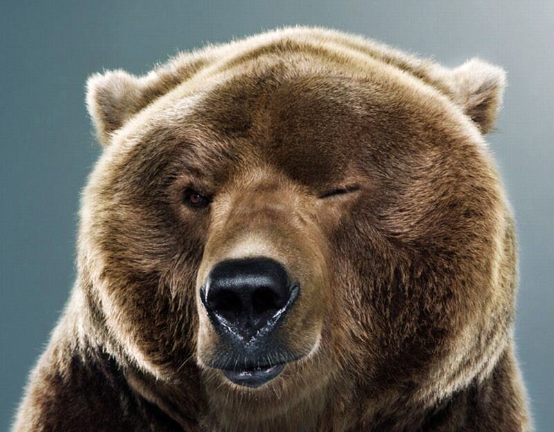 Brown Bear Face — Neutral