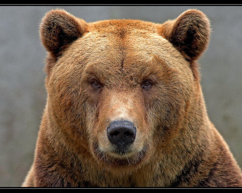 Brown Bear Face — Photograph