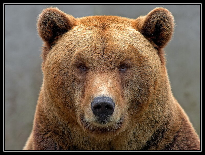 Brown Bear Face