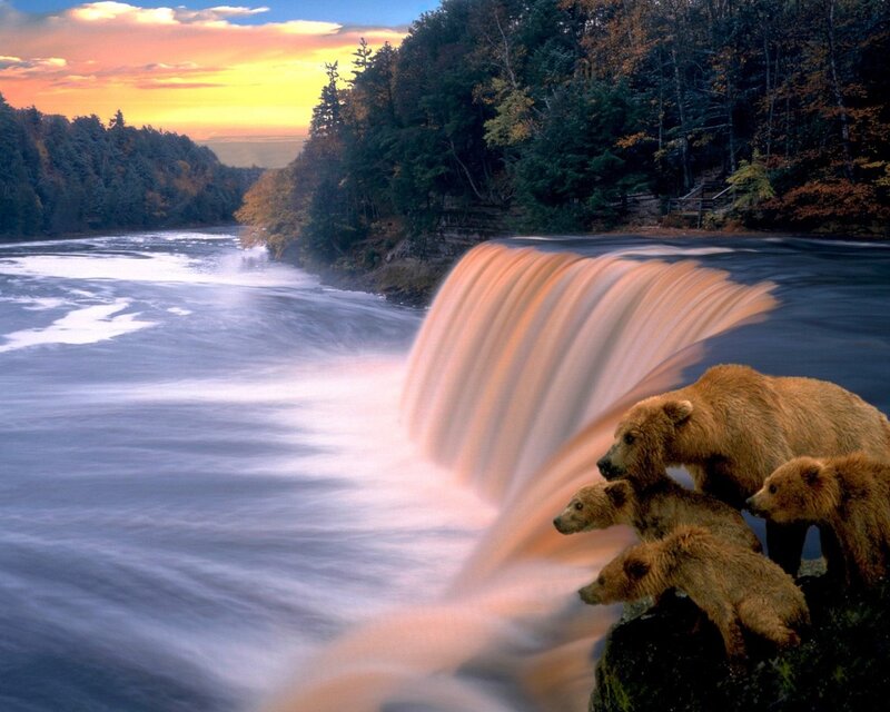 Brown Bear Family at Waterfall