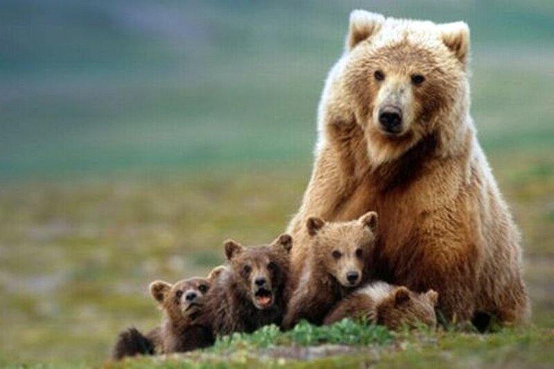Brown Bear Family — Calm, Afternoon