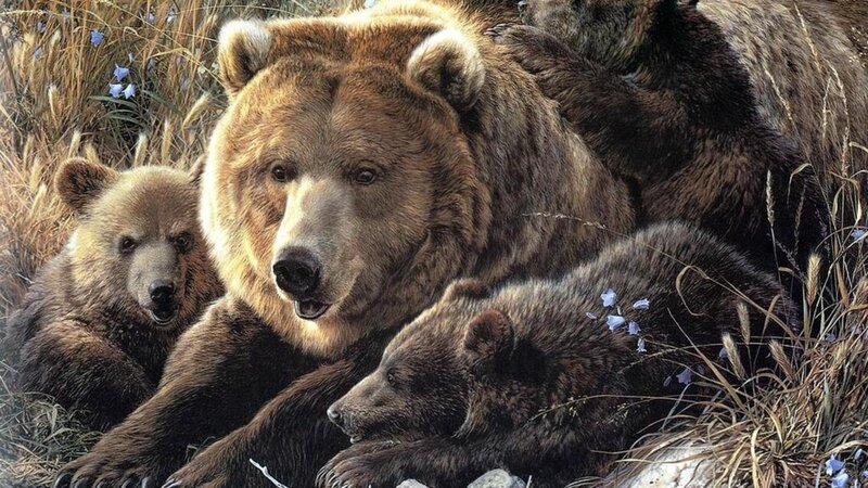 Brown Bear Family — Calm, Spring