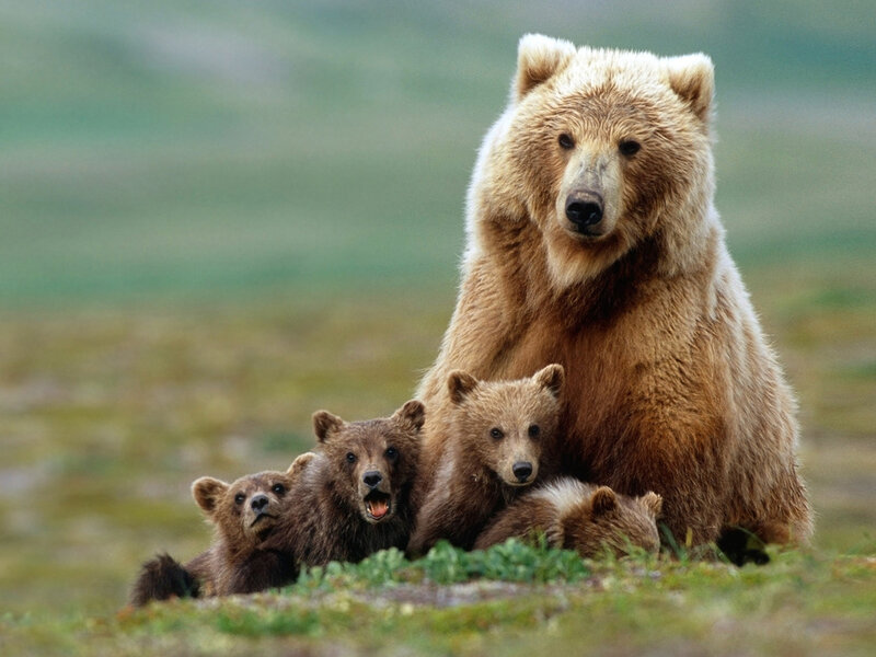 Brown Bear Family — Calm