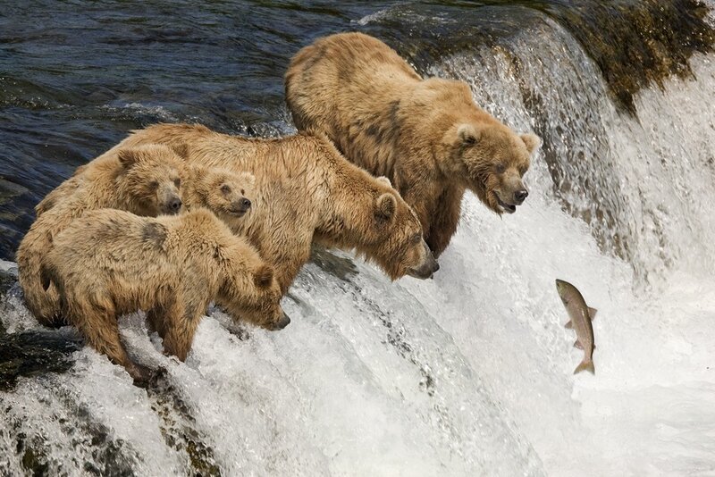 Brown Bear Family Fishing