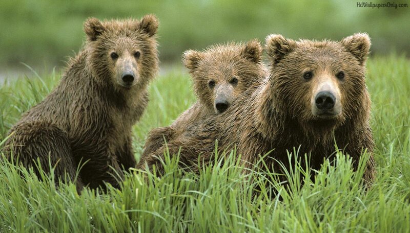 Brown Bear Family — Green, Calm, Summer
