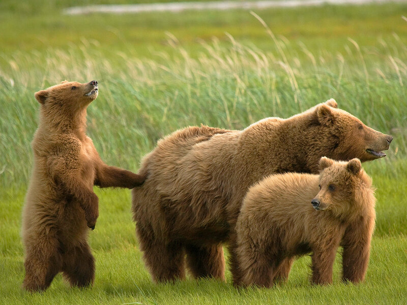 Brown Bear Family — Green, Calm