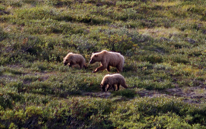 Brown Bear Family — Green, Natural, Afternoon, Photograph