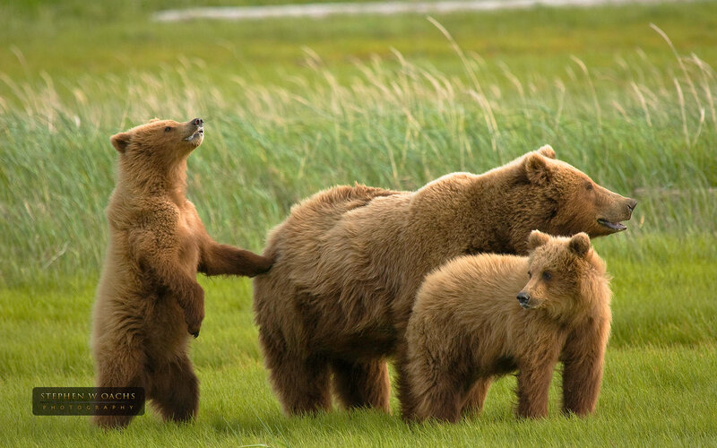 Brown Bear Family — Green, Natural