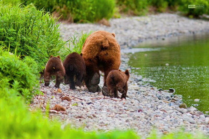 Brown Bear Family — Green, Serene, Afternoon