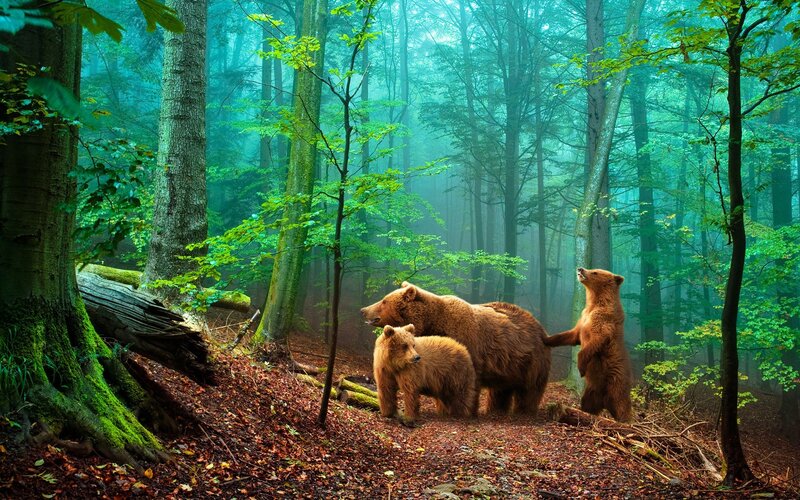 Brown Bear Family — Green, Serene, Morning, Photograph