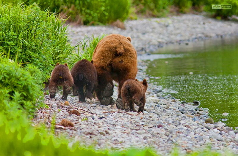 Brown Bear Family — Green