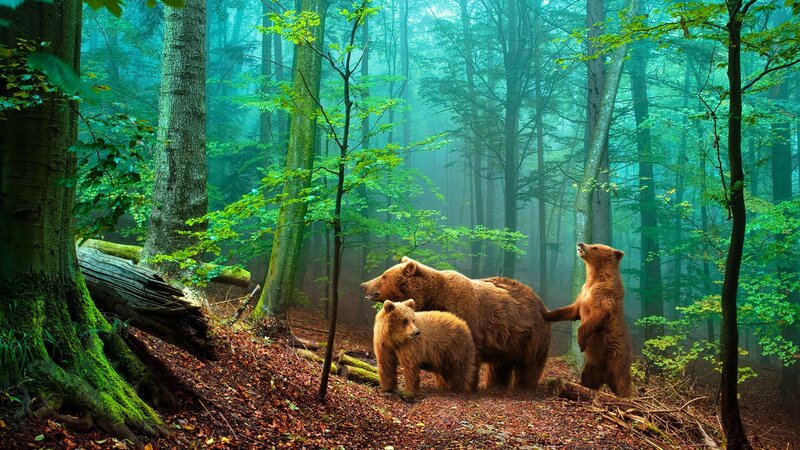 Brown Bear Family in Forest
