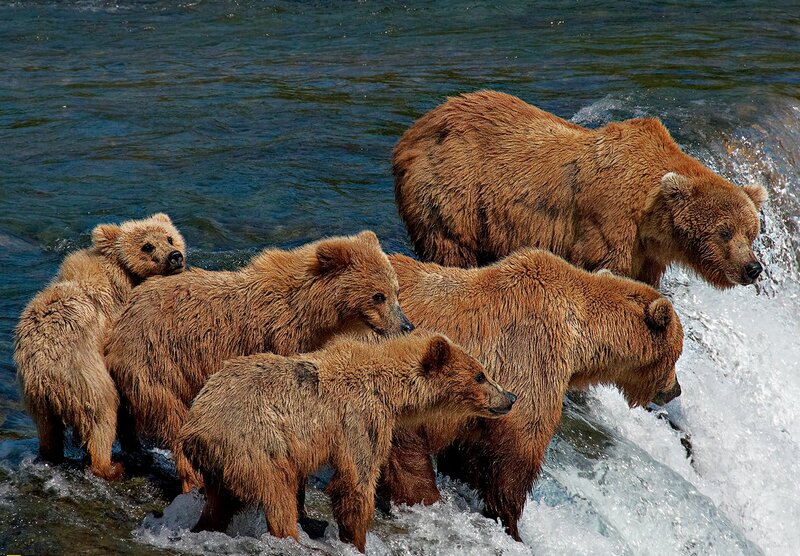 Brown Bear Family in River — Natural