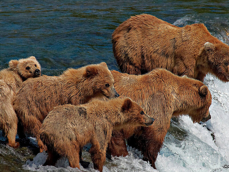 Brown Bear Family in River