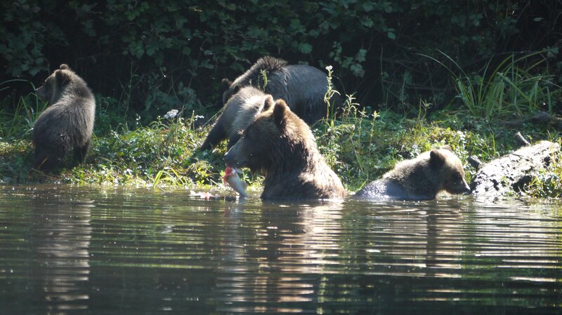 Brown Bear Family in Water — Green