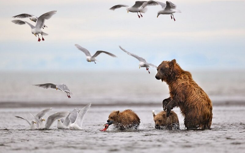 Brown Bear Family in Water
