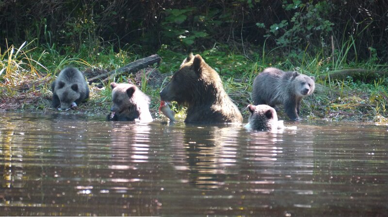 Brown Bear Family — Natural, Afternoon, Photograph, Cubs