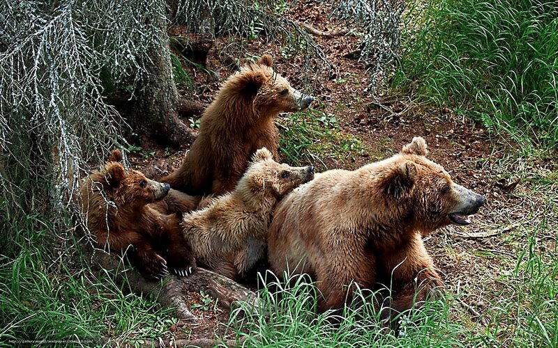 Brown Bear Family — Natural, Afternoon, Photograph, Forest