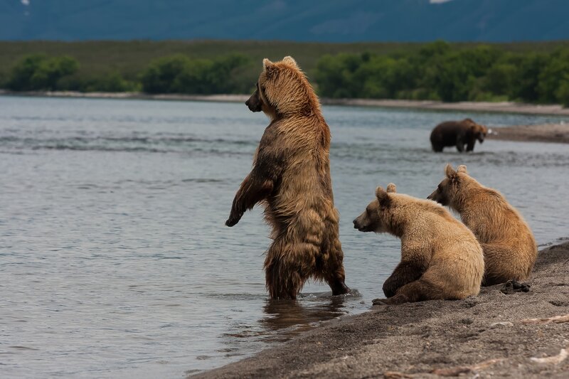 Brown Bear Family — Natural, Afternoon, Photograph, River, Forest