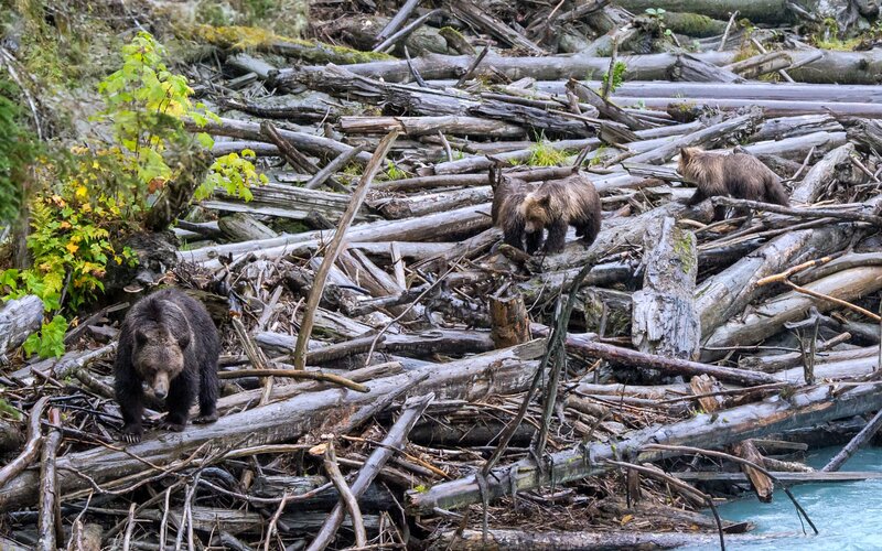 Brown Bear Family — Natural, Autumn, Photograph