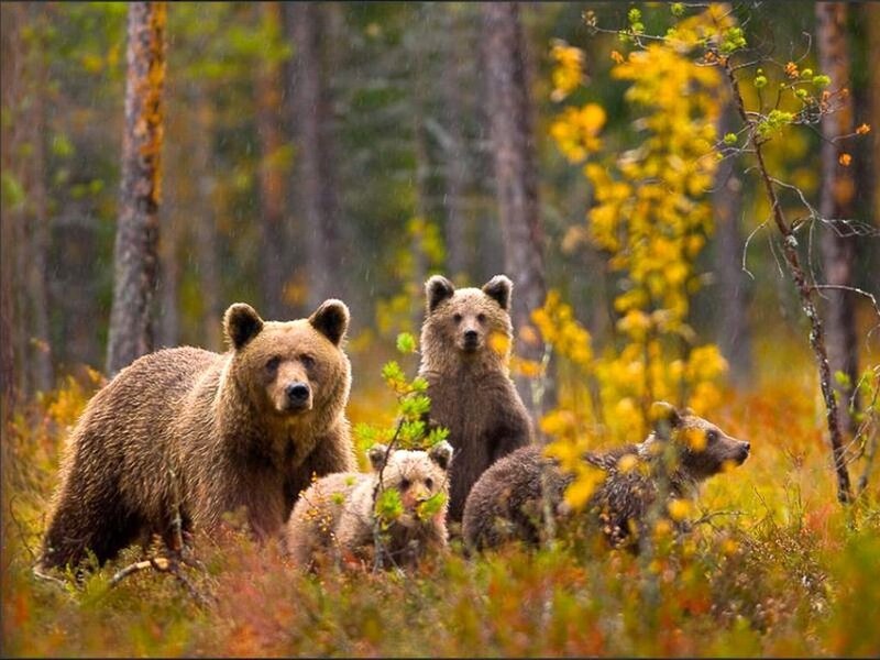 Brown Bear Family — Natural, Autumn