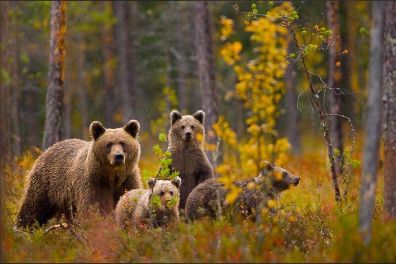 Brown Bear Family — Natural