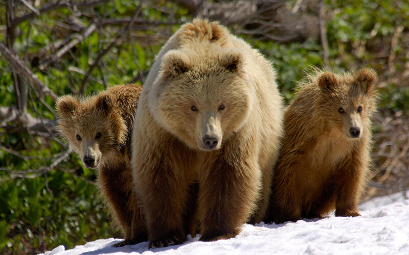Brown Bear Family — Natural, Winter