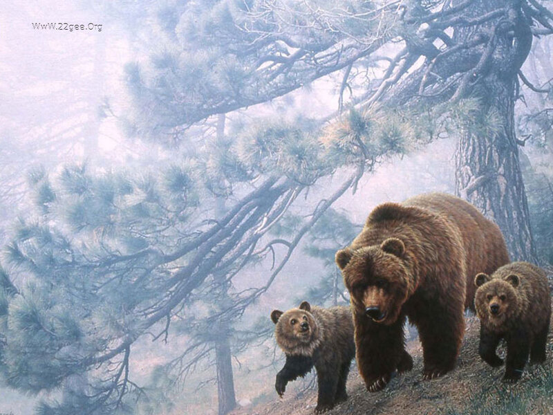 Brown Bear Family — Serene, Illustration