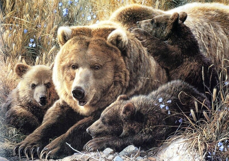 Brown Bear Family — Serene, Summer