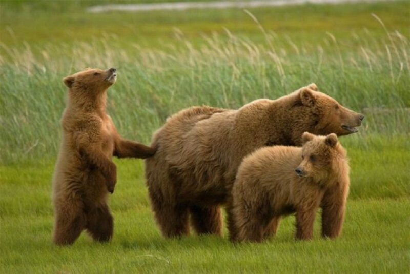 Brown Bear Family