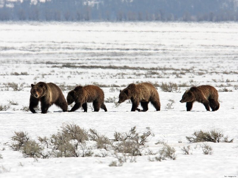 Brown Bear Family — White