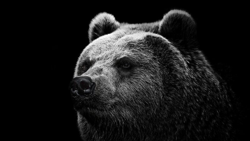 Brown Bear Head — Black, Dramatic, Photograph