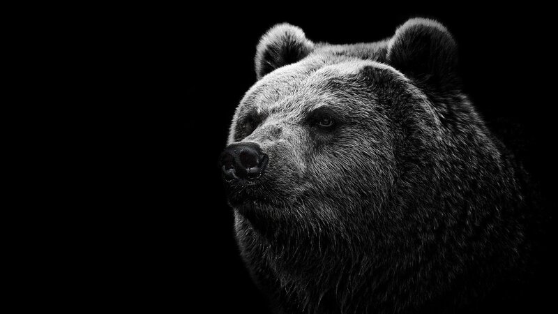 Brown Bear Head — Black, Dramatic